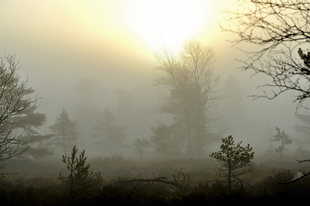 Schwarzes Moor 04