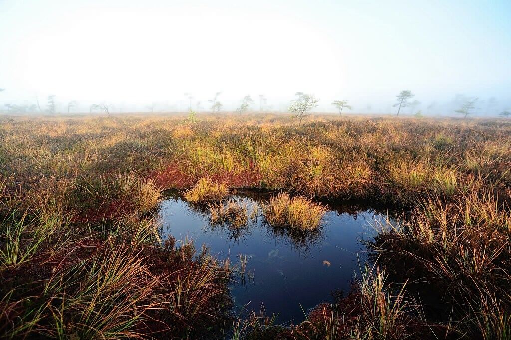 Schwarzes Moor 05
