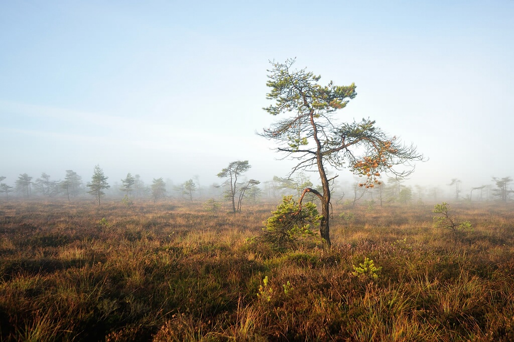 Schwarzes Moor 06