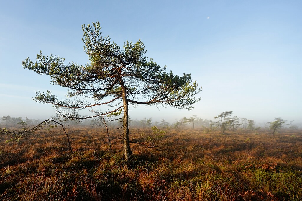 Schwarzes Moor 07