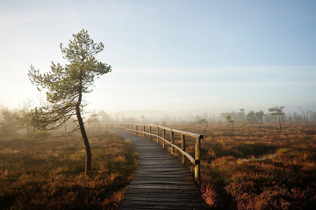 Schwarzes Moor 08