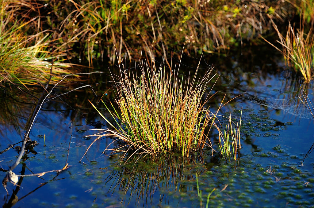 Schwarzes Moor 10