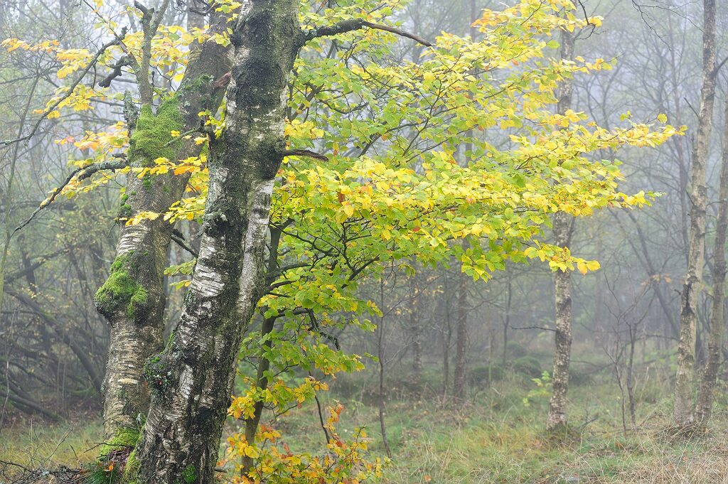 Schwarzes Moor 15