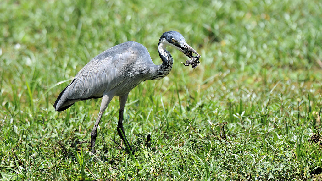 Schwarzhalsreiher (Black-headed heron)
im Nkwali Camp, South Luangwa
8517