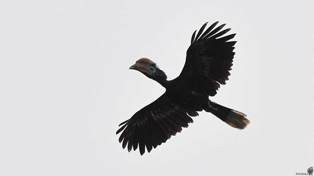 Schwarzhelm Hornvogel (black-casqued hornbill)
Ecotel Touraco, Tai Nationalpark

s672 Ecotel Touraco Black Casqued Hornbill 7107