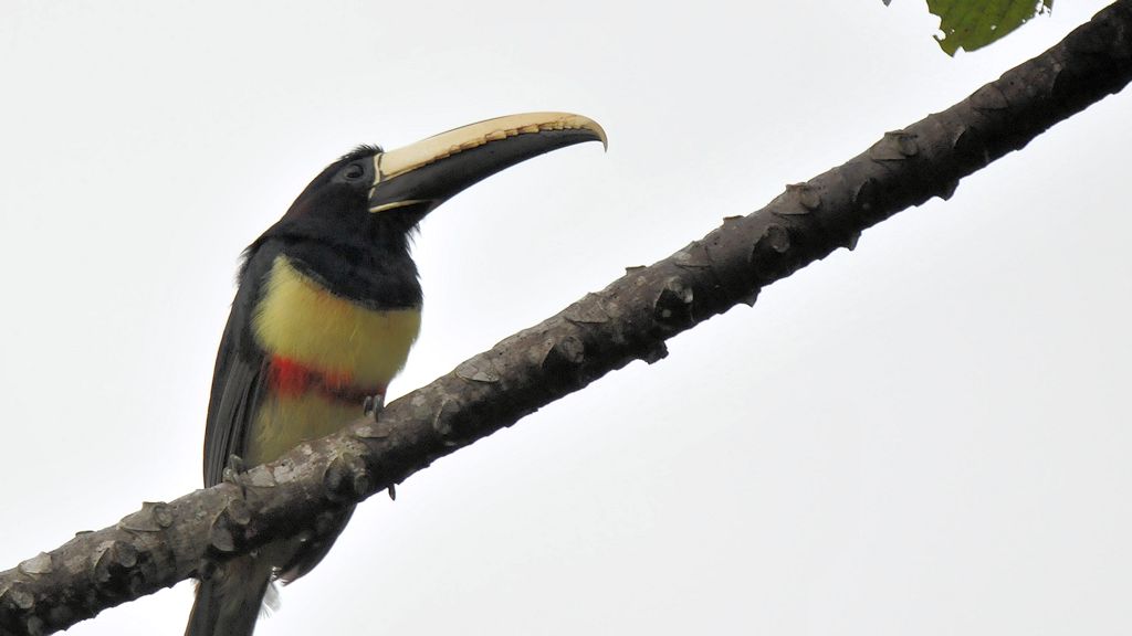 Schwarzkehlarassari (Black-necked Aracari)
Iwokrama Rainforest
0982