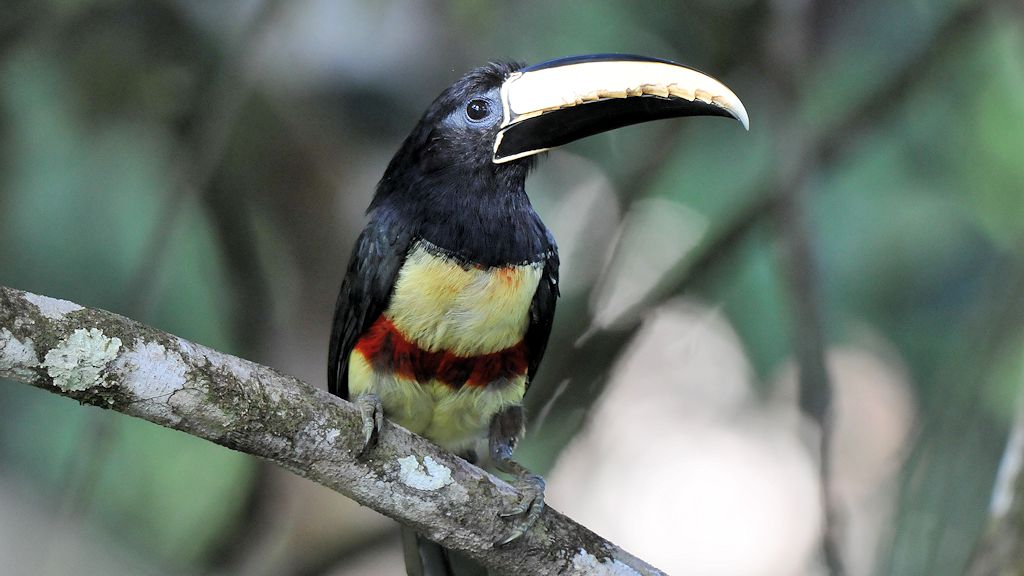 Schwarzkehlarassari (Black-Necked Aracarie)
Canopy, Attar Lodge, Iwokrama Rainforest
1617
