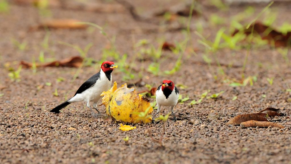 Schwarzkehlkardinale (Red Capped Cardinal) 
Karanambu
4969