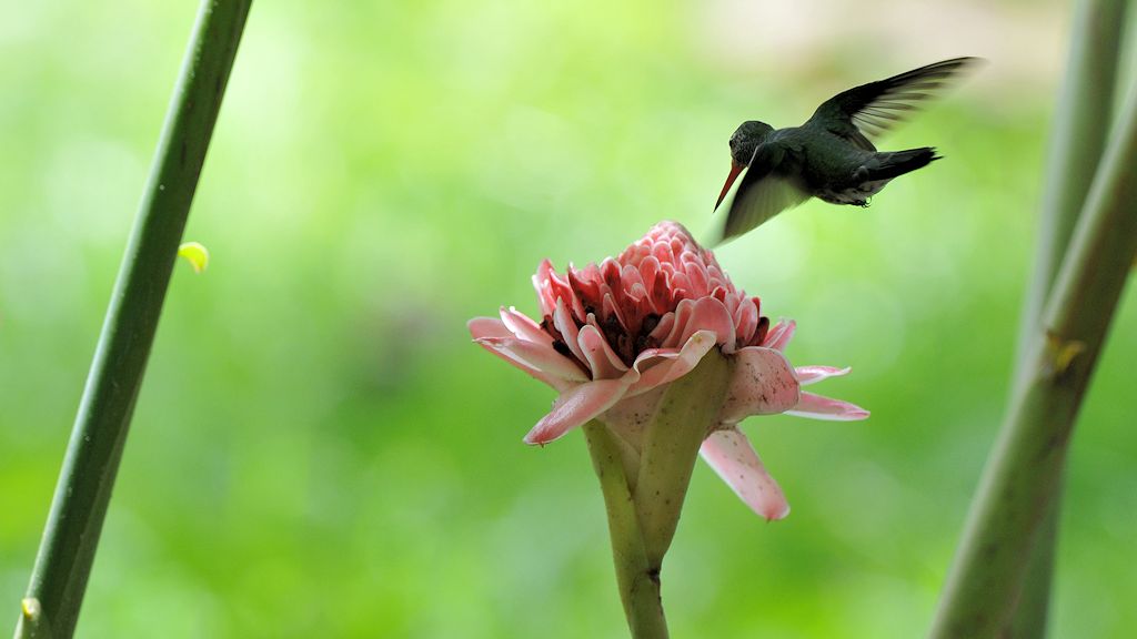 Schwarzohr Schmuckkolibri (Black eared emerald)
Rockview Lodge, Annai
2866