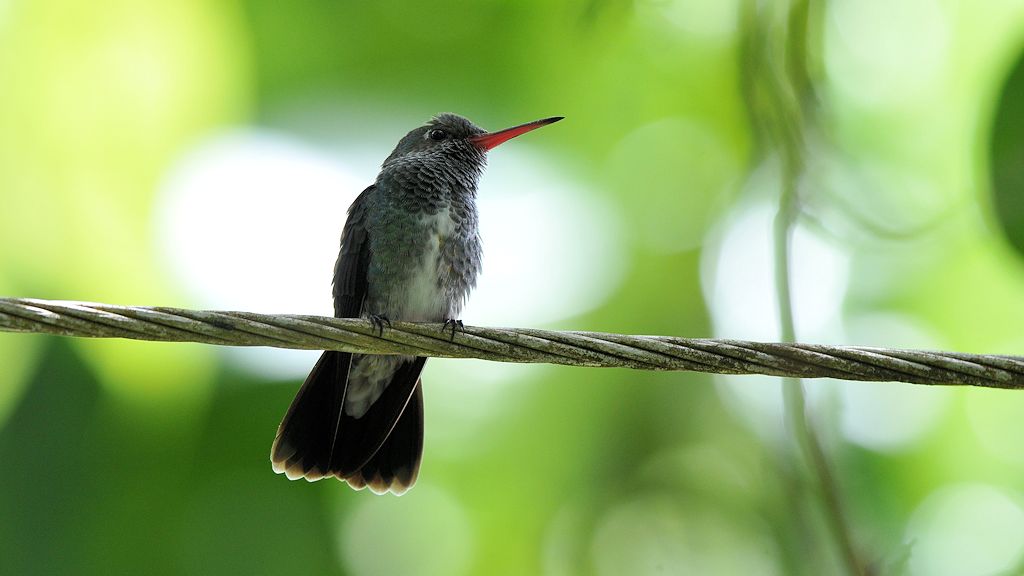 Schwarzohr Schmuckkolibri (Black eared emerald)
Rockview Lodge, Annai
2962