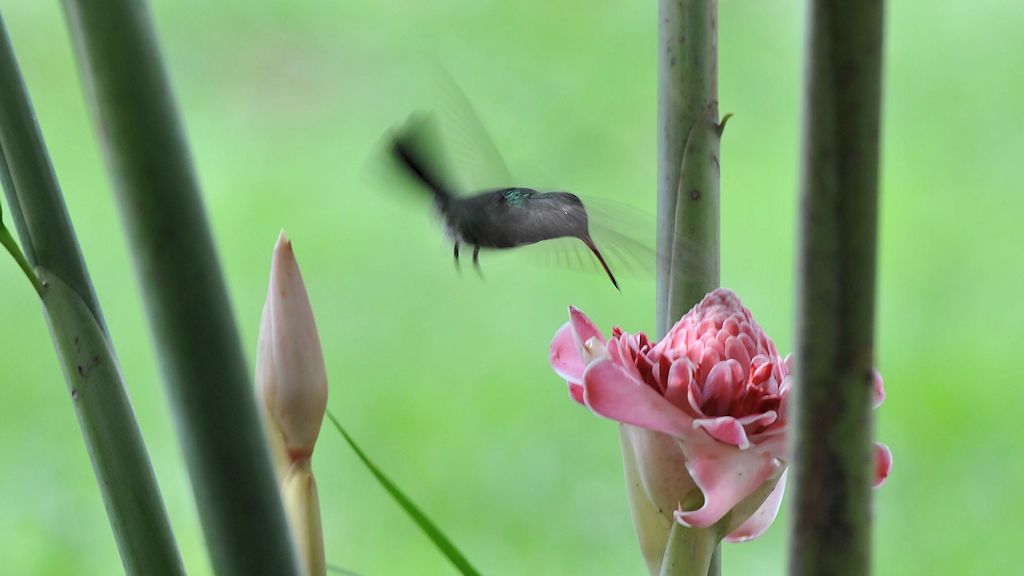 Schwarzohr Schmuckkolibri (Black eared emerald)
Rockview Lodge, Annai
3425