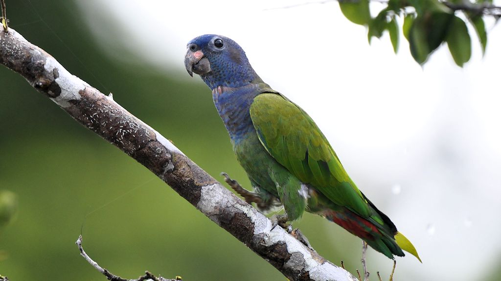 Schwarzohrpapagei (Blue-headed parrot)
1063