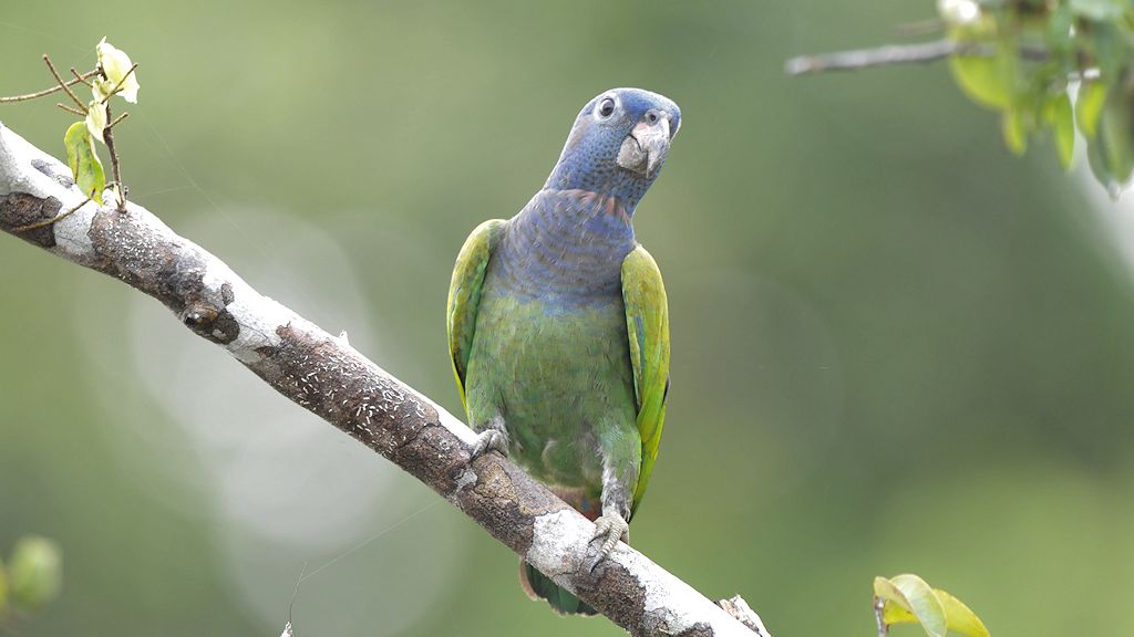 Schwarzohrpapagei (Blue Headed Parrot)
Iwokrama Rainforest
1067