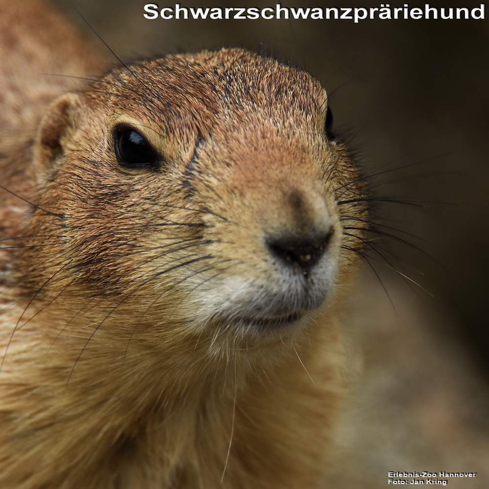Schwarzschwanz Präriehund