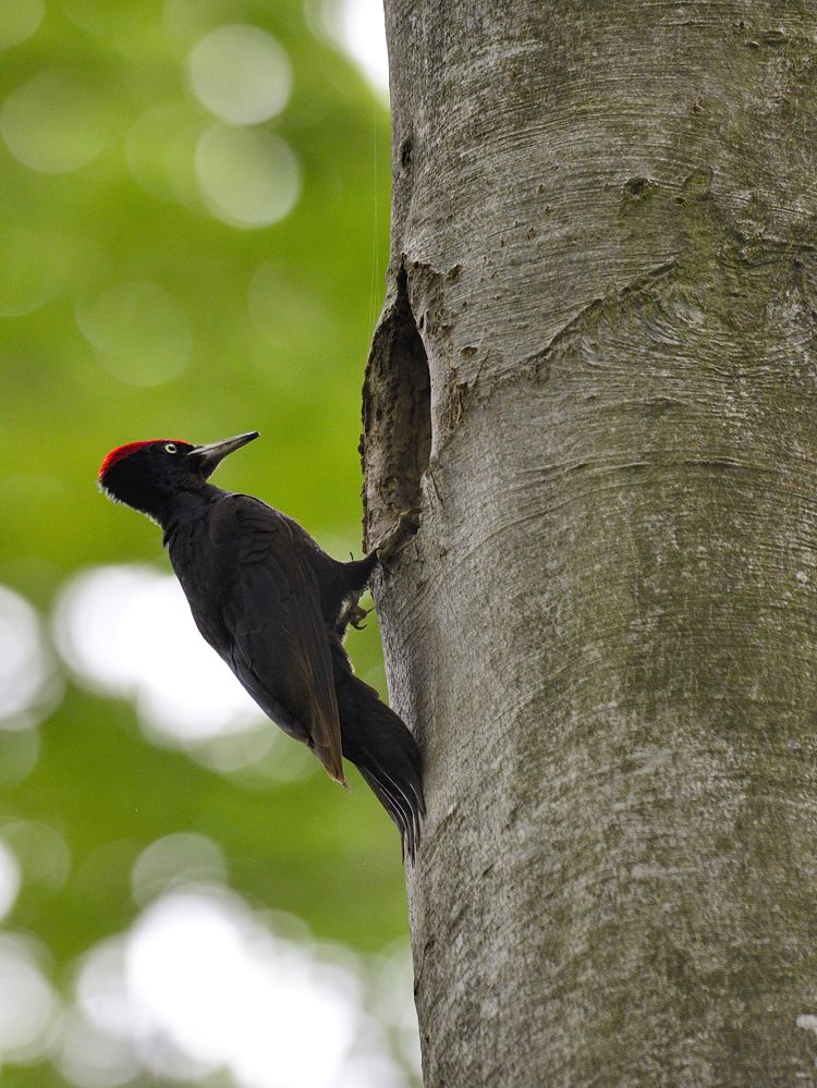 Schwarzspecht 2015 08576.jpg 1