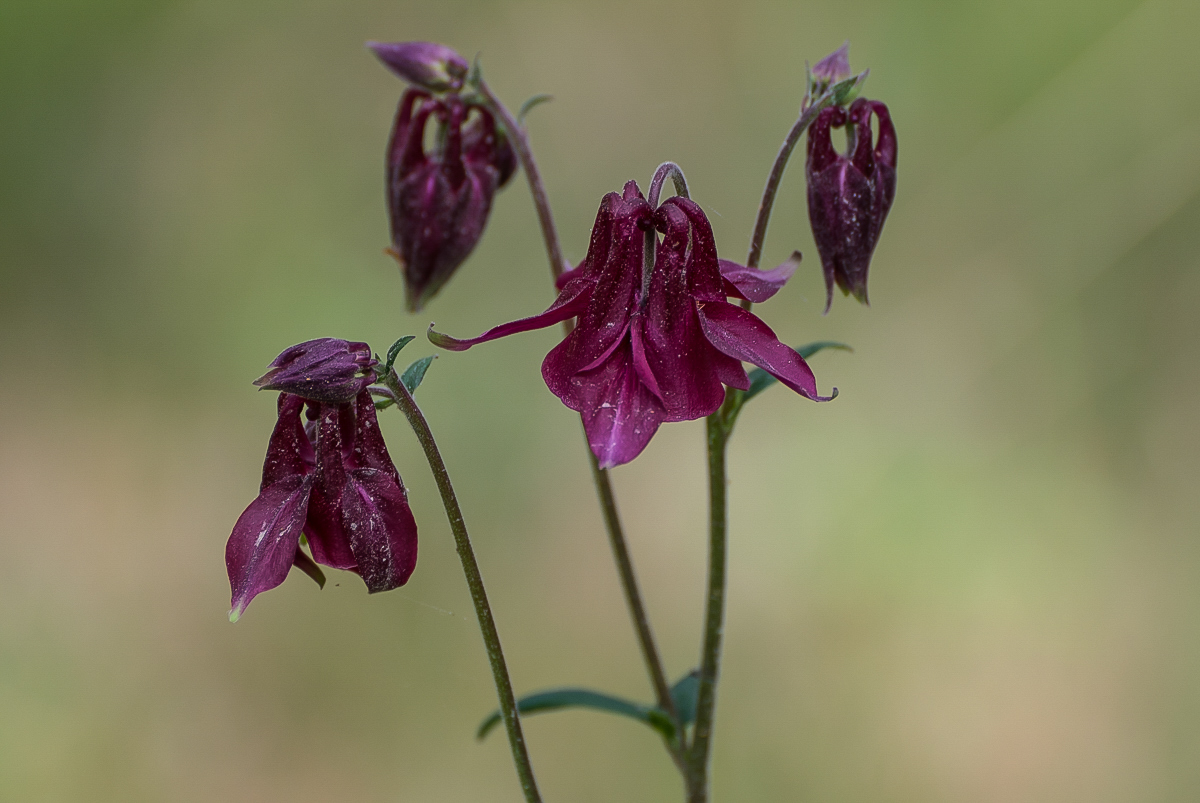 Schwarzviolette Akelei (1 von 1).jpg