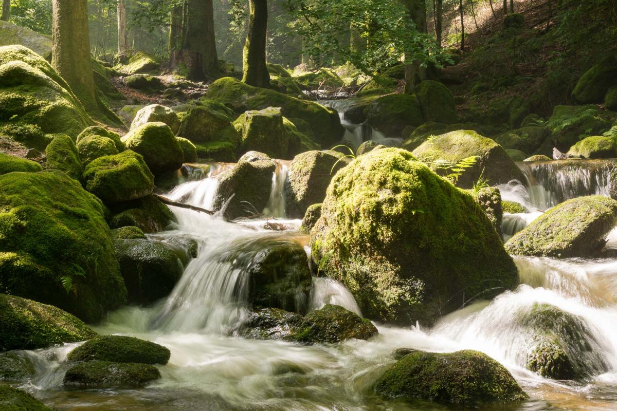 Schwarzwaldbach