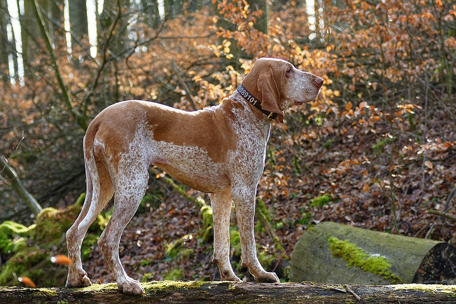 Schwebebalken