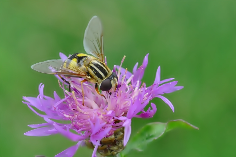 Schwebefliege mit Sigma 105mm