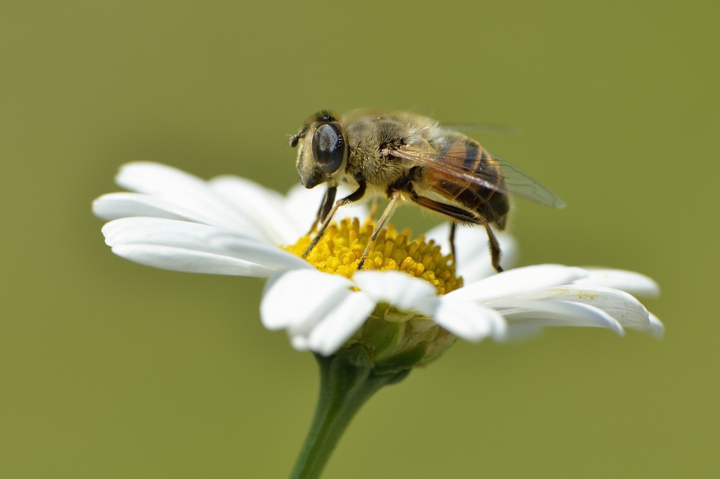 Schwebefliege
