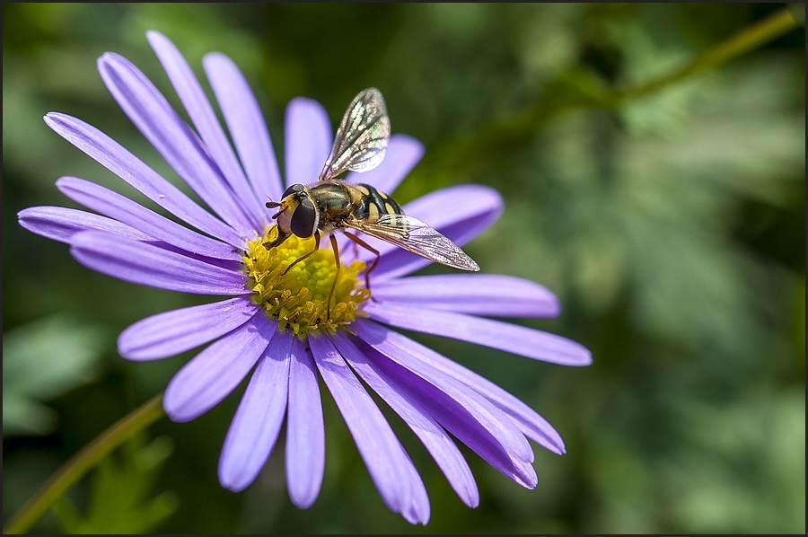 Schwebefliege