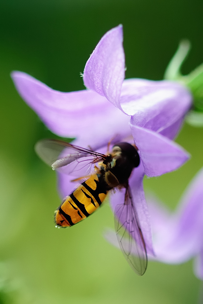 Schwebefliege