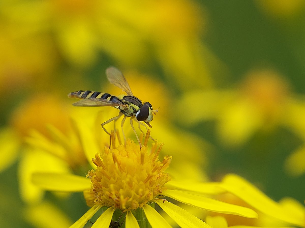 Schwebefliege