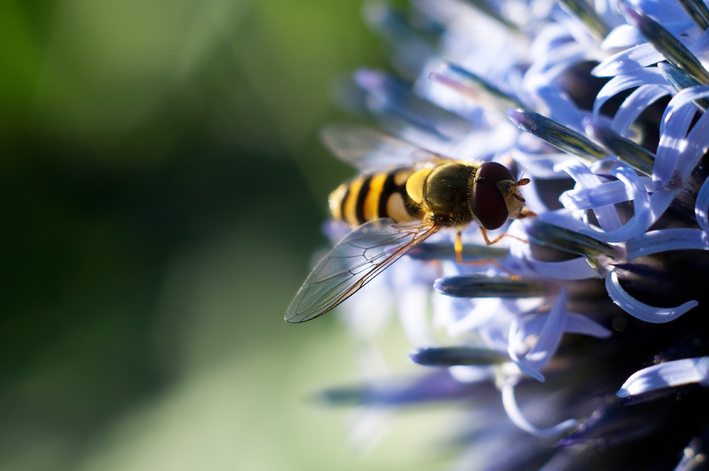 schwebefliege