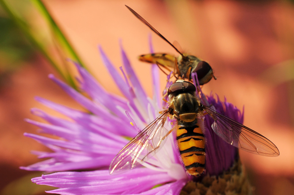 Schwebefliegen meets Kornblume