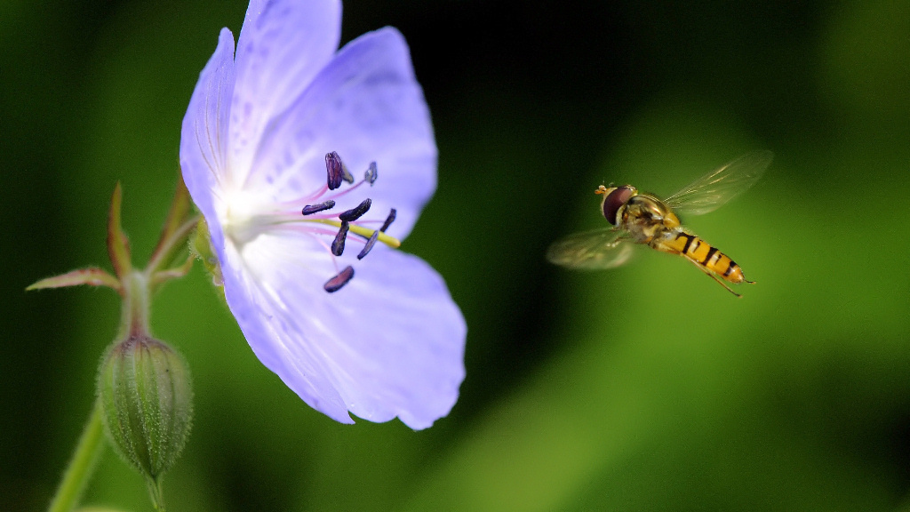 Schwebfliege 1