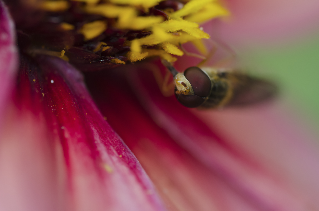 Schwebfliege 2