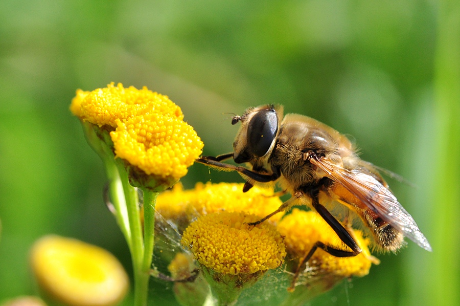 Schwebfliege #2