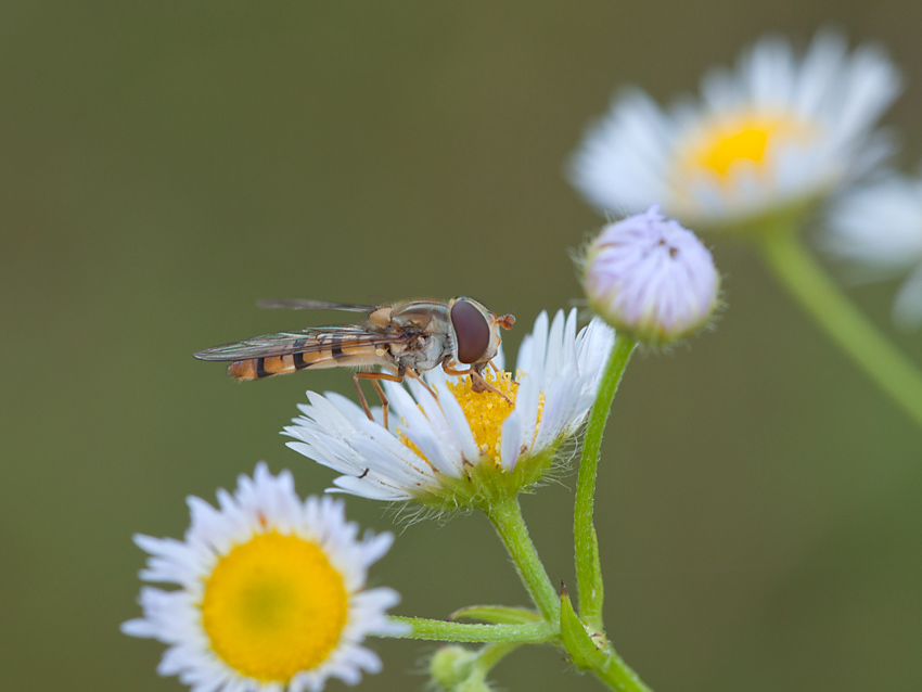 Schwebfliege 2012 07 24 01a