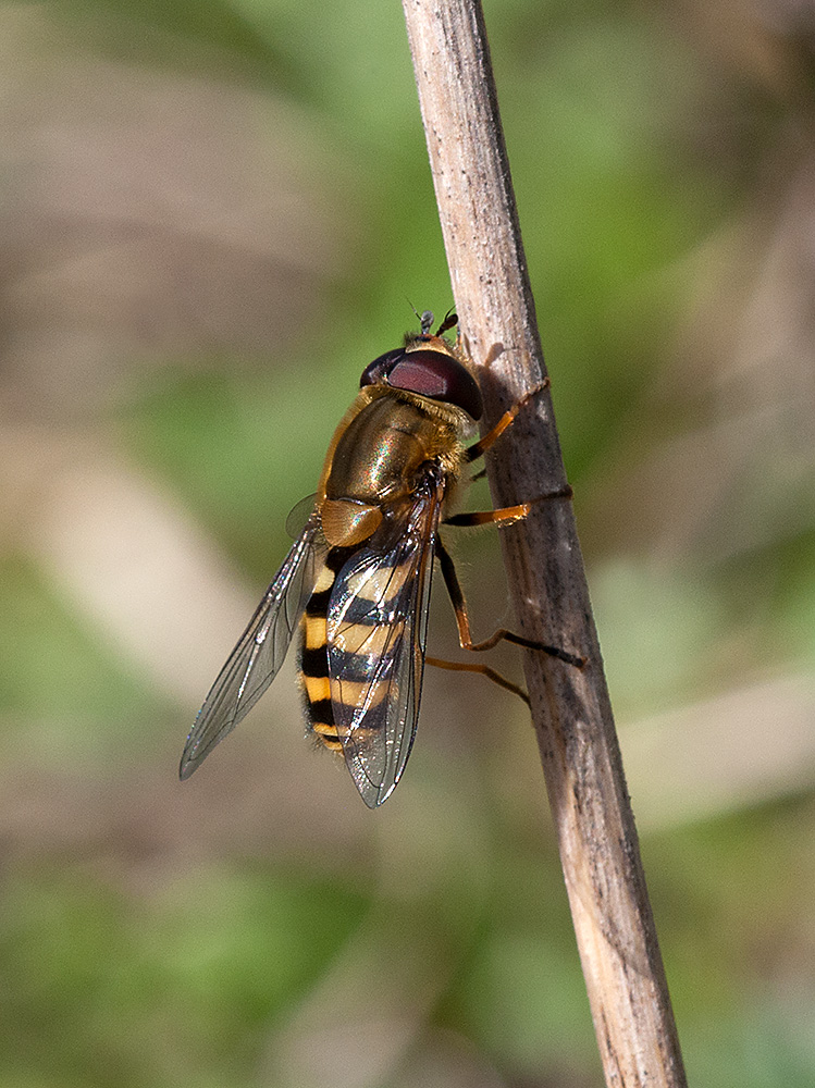 Schwebfliege 2017 04 04 01