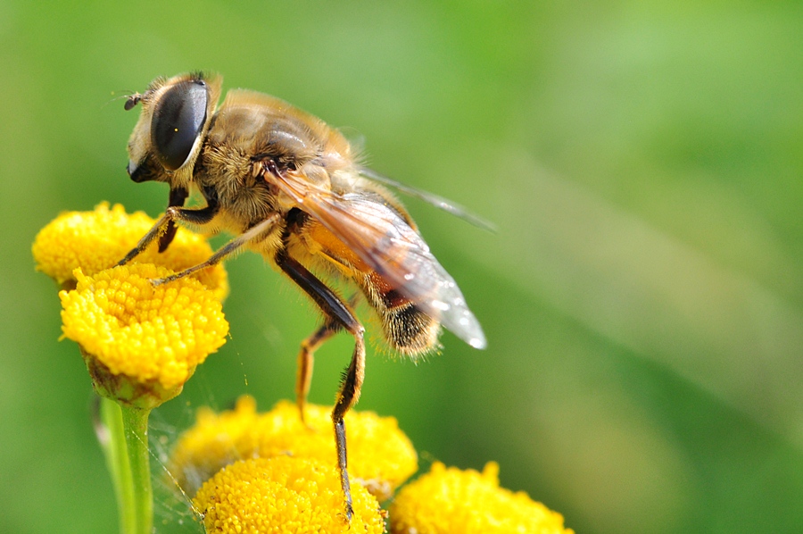 Schwebfliege #3