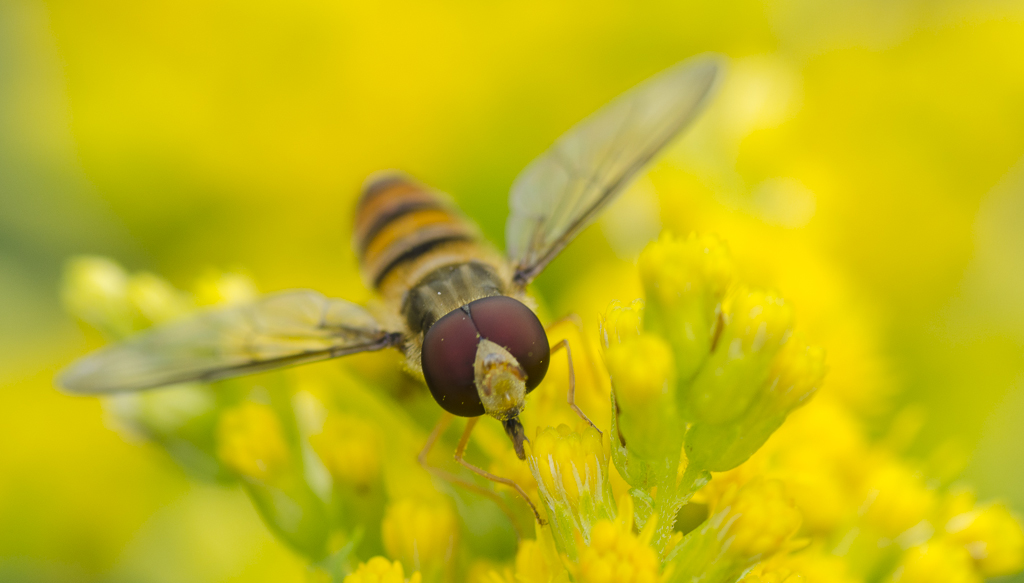 Schwebfliege 5