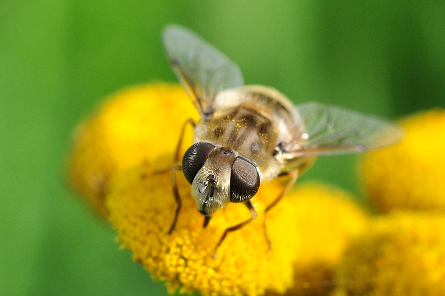 Schwebfliege #5