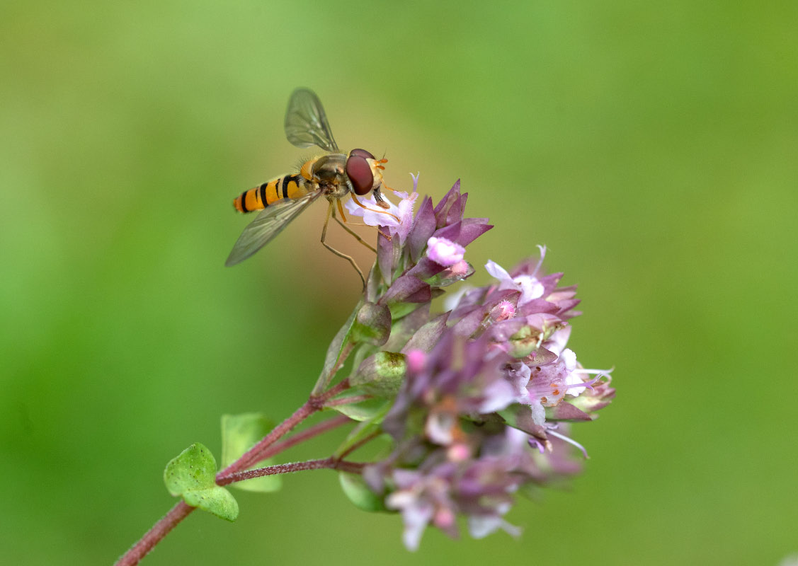 Schwebfliege an Minze.jpg