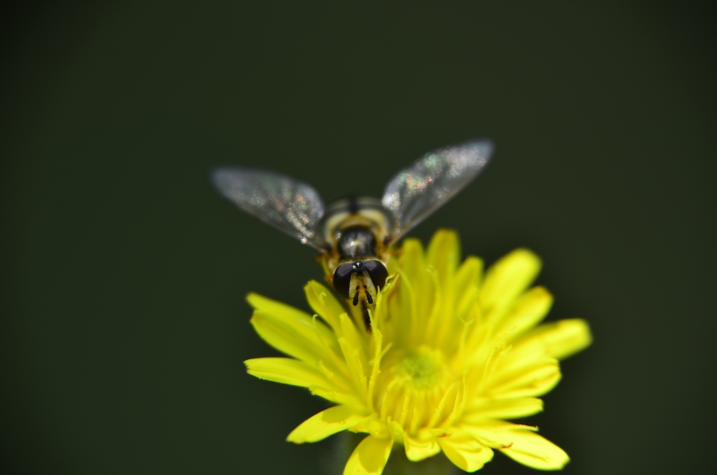 Schwebfliege auf Blume