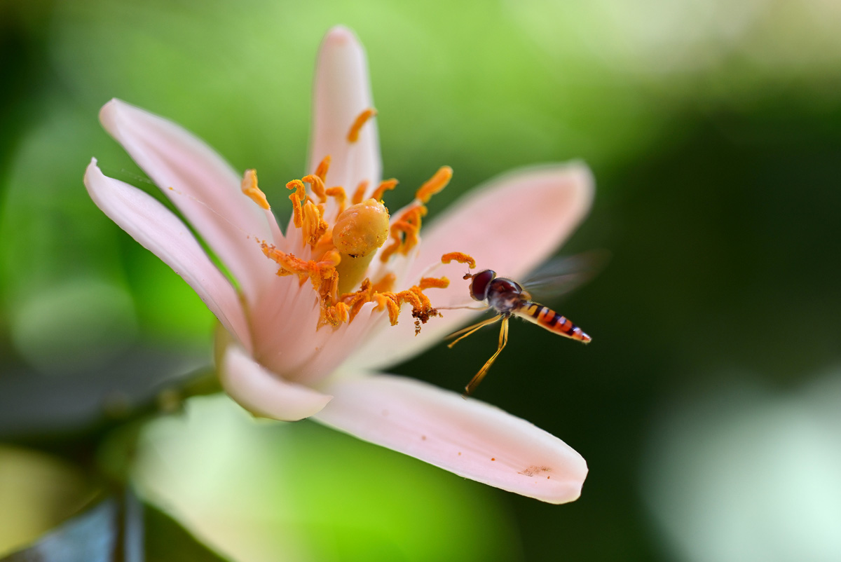 schwebfliege auf limonenblüte_1200.jpg