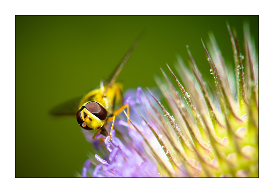 Schwebfliege (Epiyrphus balteatus)

Nikon D800, AF-S Micro-Nikkor f/2.8/ 105 mm, Nikon Speedlighte SB-910, Blende 1:8 bei 1/250 Sekunde.
