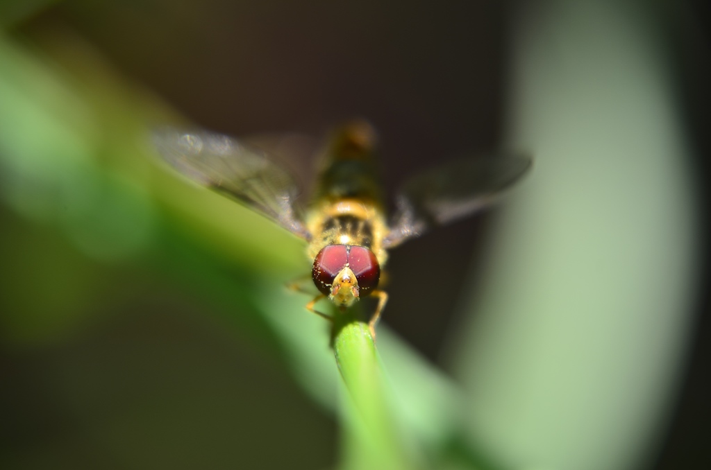 Schwebfliege Frontal