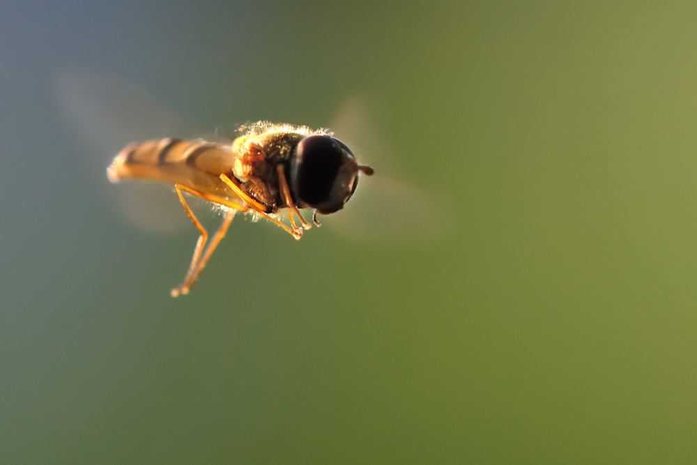 Schwebfliege im Abendlicht