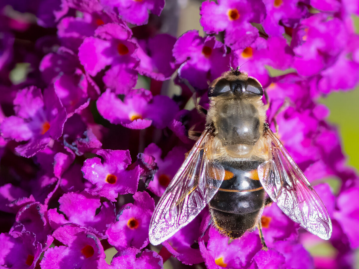 Schwebfliege.jpg