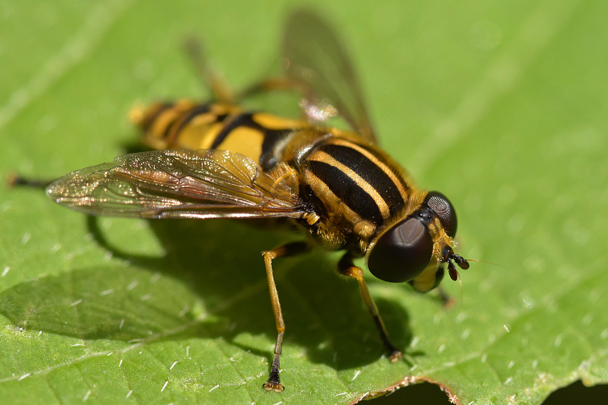 Schwebfliege mit Streifen