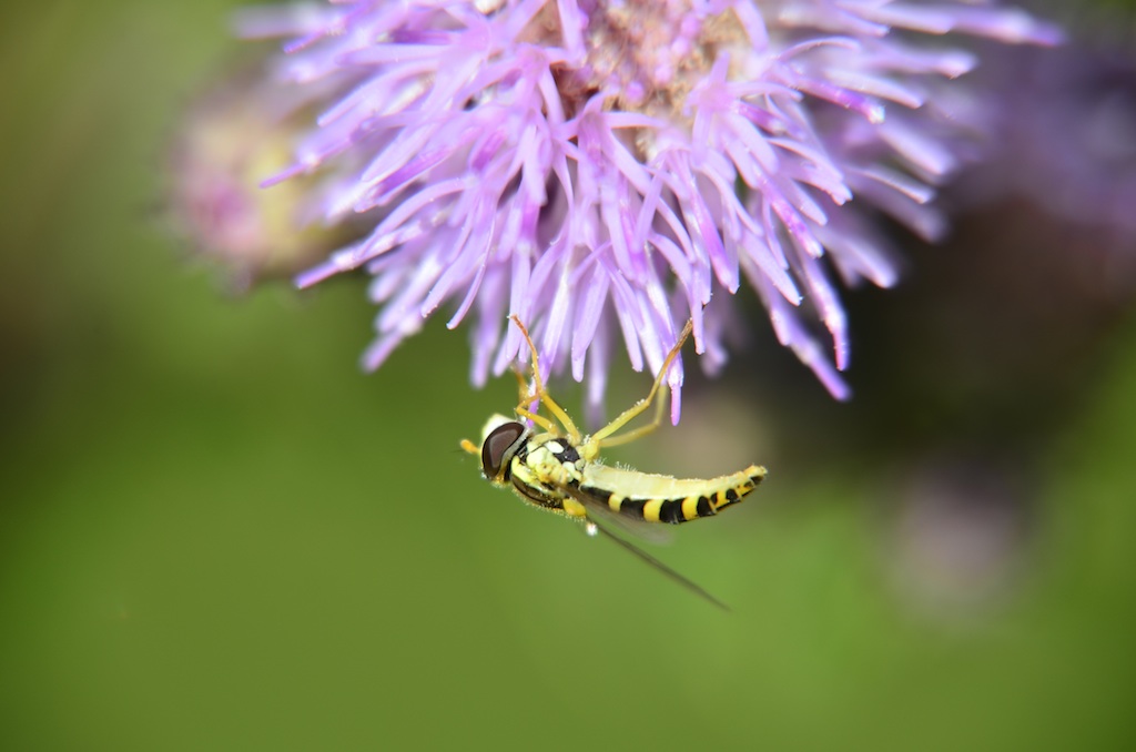 Schwebfliege von der Seite
