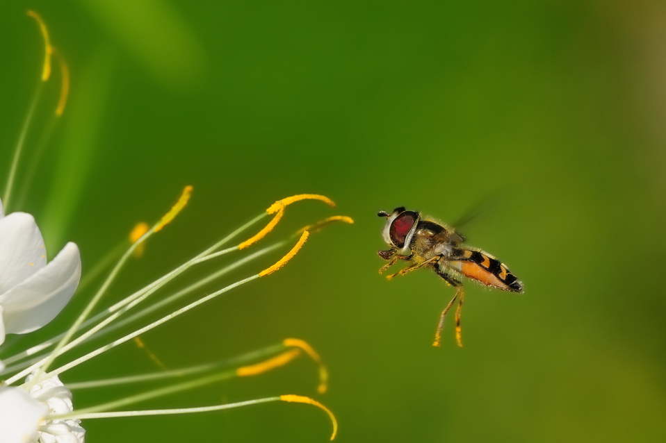 Schwebfliege-x