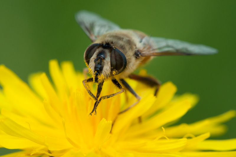 Schwebfliege