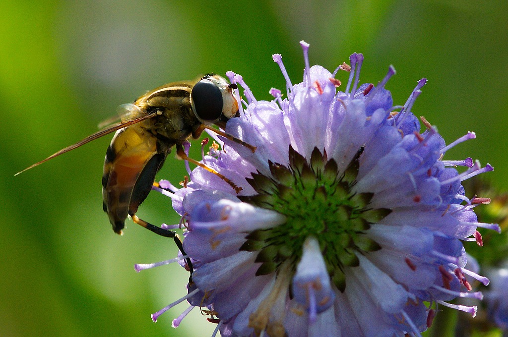Schwebfliege