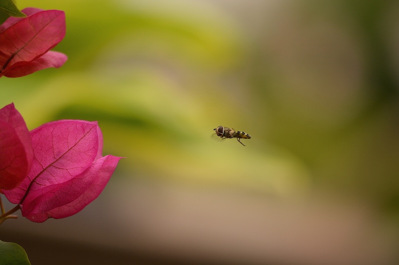 Schwebfliege